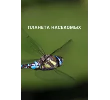 Планета насекомых ( 2022)